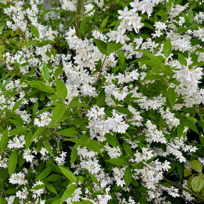 Deutzia Gracilis – weiße Blüte – 1 Pflanze – laubabwerfend – pflegeleicht – Topf 17 cm, Höhe 45 cm