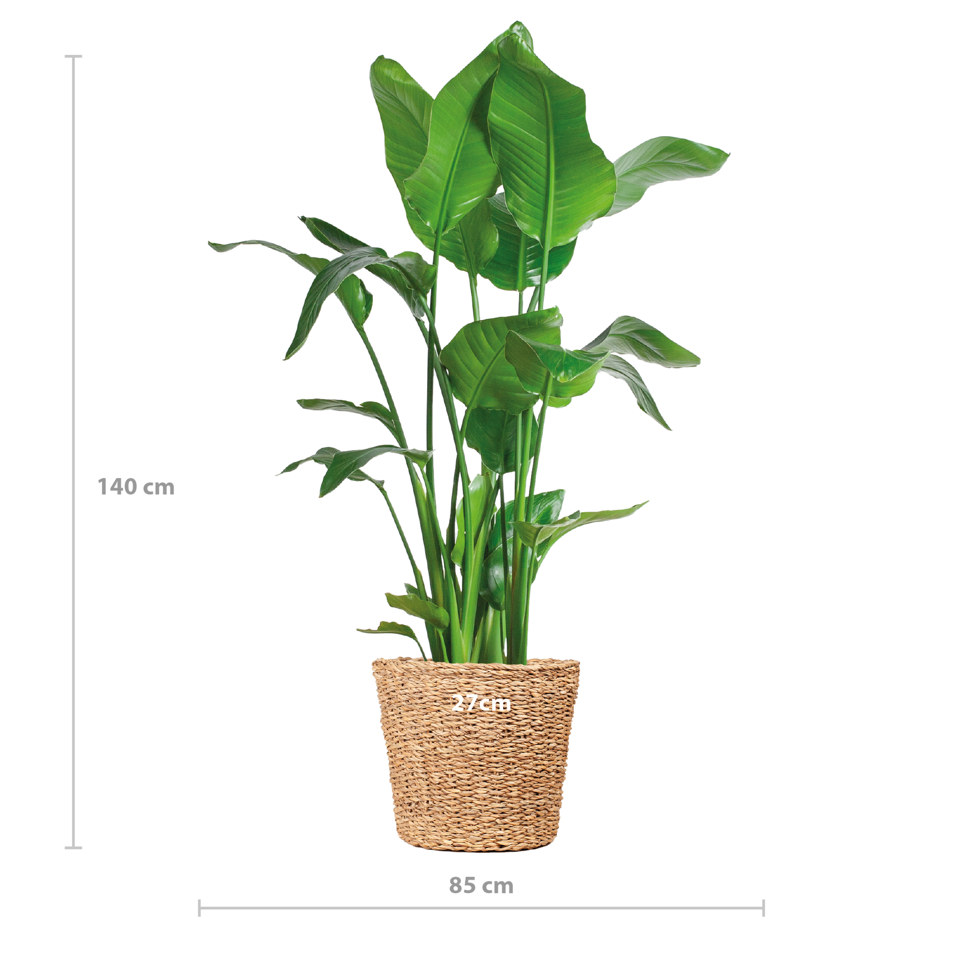 Strelitzia Nicolai XL met grote glanzende bladeren in Torun plantenmand, tropische kamerplant Ø27cm -keuekplant - vensterbankplant