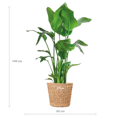 Strelitzia Nicolai XL met grote glanzende bladeren in Torun plantenmand, tropische kamerplant Ø27cm -keuekplant - vensterbankplant