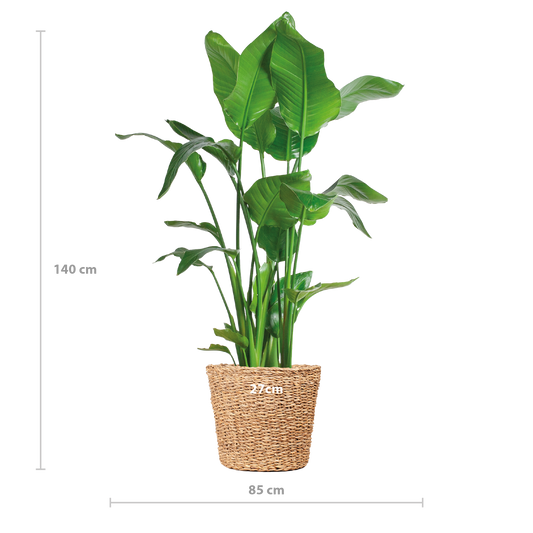 Strelitzia Nicolai XL met grote glanzende bladeren in Torun plantenmand, tropische kamerplant Ø27cm -keuekplant - vensterbankplant