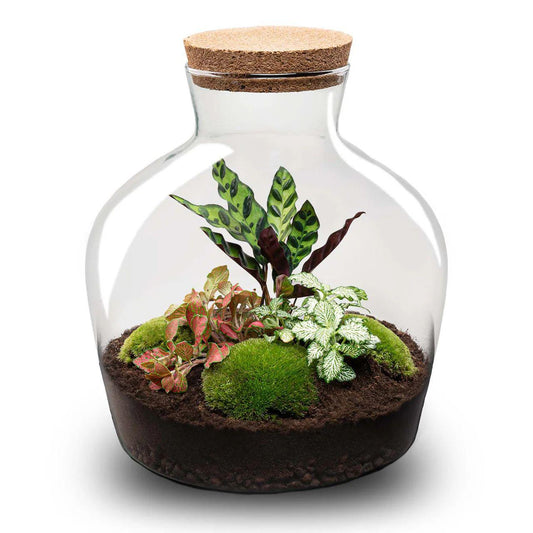 DIY planten terrarium Fat Joe Rood Ø29cm x H30cm, compleet pakket met Calathea, Fittonia, mos en accessoires, zelfvoorzienend ecosysteem.