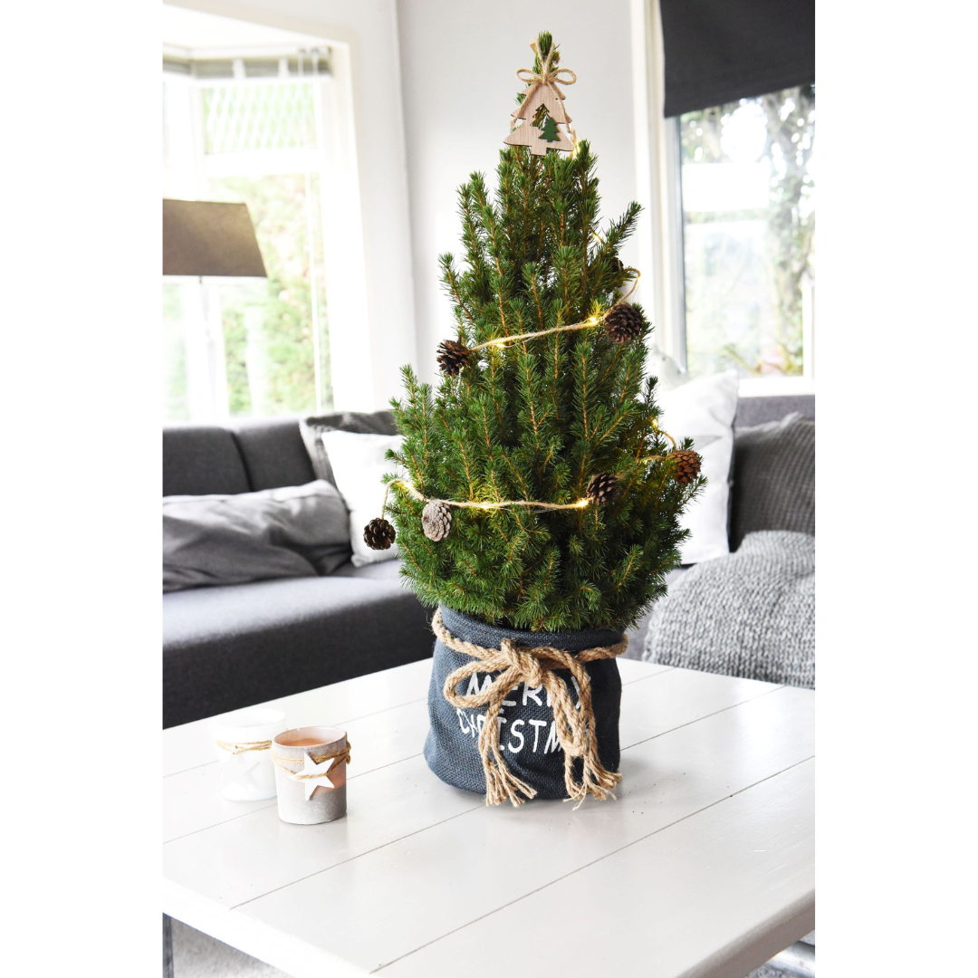 Kleine kerstboom Picea Glauca Conica van 70 cm in blauwe Xmas Bag geschikt als mini kerstboom voor binnen, balkon of terras