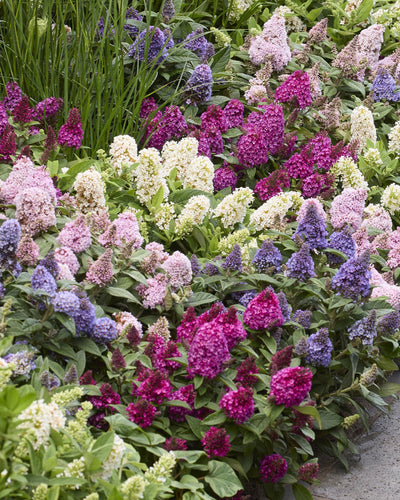 Tuinplant | Buddleja davidii Butterfly Candy Little Ruby | Vlinderstruik | Compact | Rood Paars