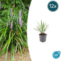 Liriope muscari 'Ingwersen' Buitenplant | Leliegras - Planttoday