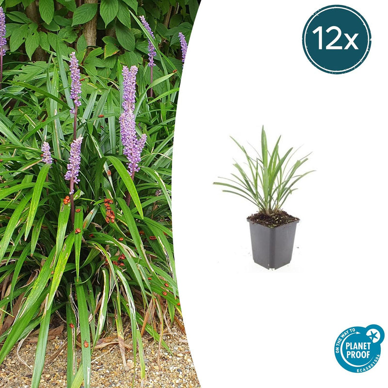 Liriope muscari 'Ingwersen' Buitenplant | Leliegras - Planttoday