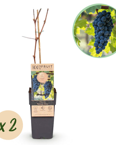 Vitis vinifera ‘Boskoop Glory’ – blauwe druivenplant, set van 2 planten in pot Ø15cm, hoogte ongeveer 50cm, met zoete blauwe druiven."