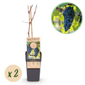 Vitis vinifera ‘Boskoop Glory’ – blauwe druivenplant, set van 2 planten in pot Ø15cm, hoogte ongeveer 50cm, met zoete blauwe druiven."