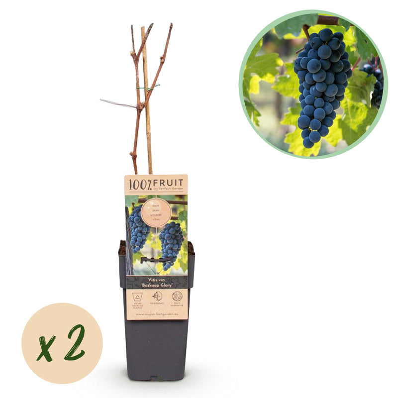 Vitis vinifera ‘Boskoop Glory’ – blauwe druivenplant, set van 2 planten in pot Ø15cm, hoogte ongeveer 50cm, met zoete blauwe druiven."