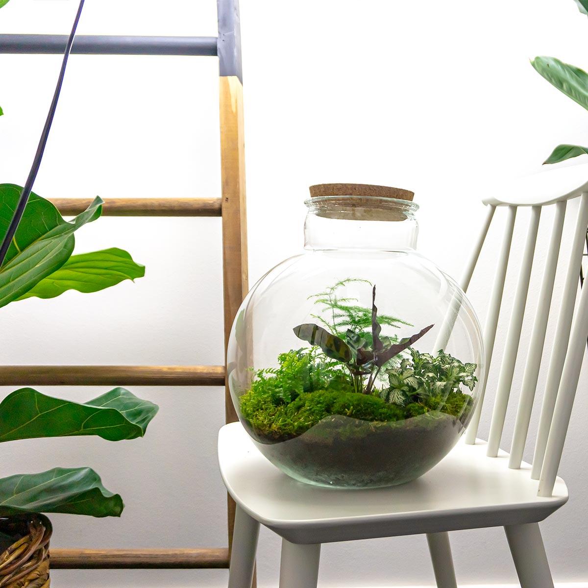DIY planten terrarium Bolder Bob met LED-verlichting