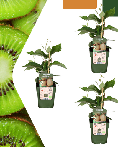 Biologische kiwiplant – sterke klimplant met eetbare kiwi’s, geschikt voor buiten in pot of volle grond.