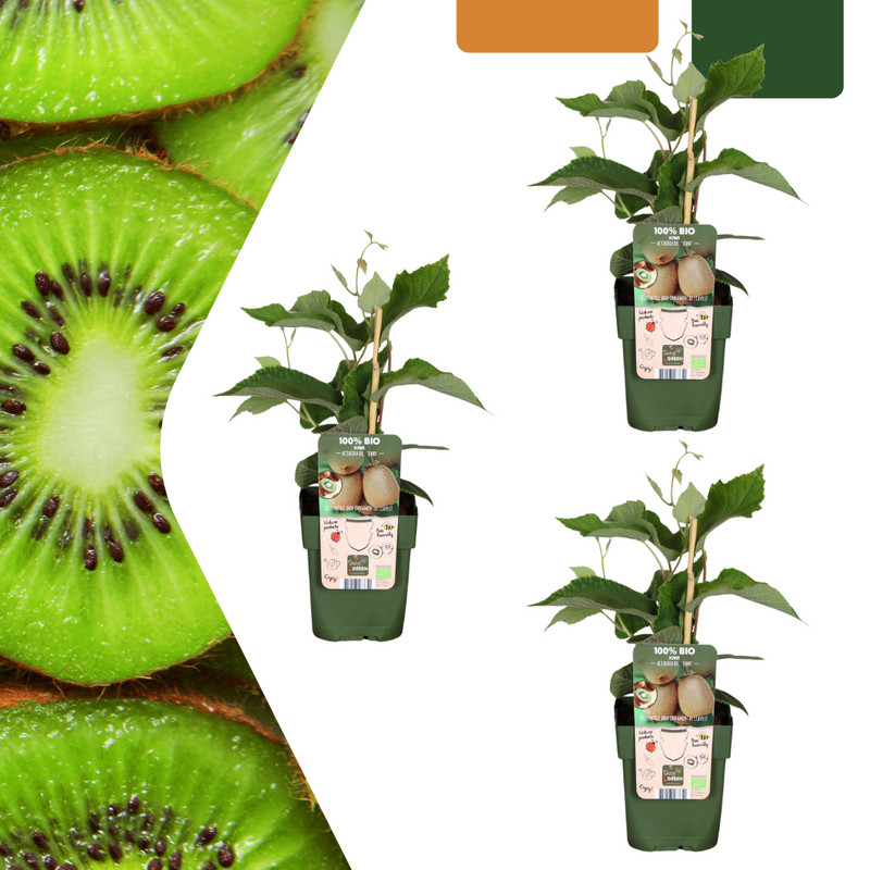 Biologische kiwiplant – sterke klimplant met eetbare kiwi’s, geschikt voor buiten in pot of volle grond.