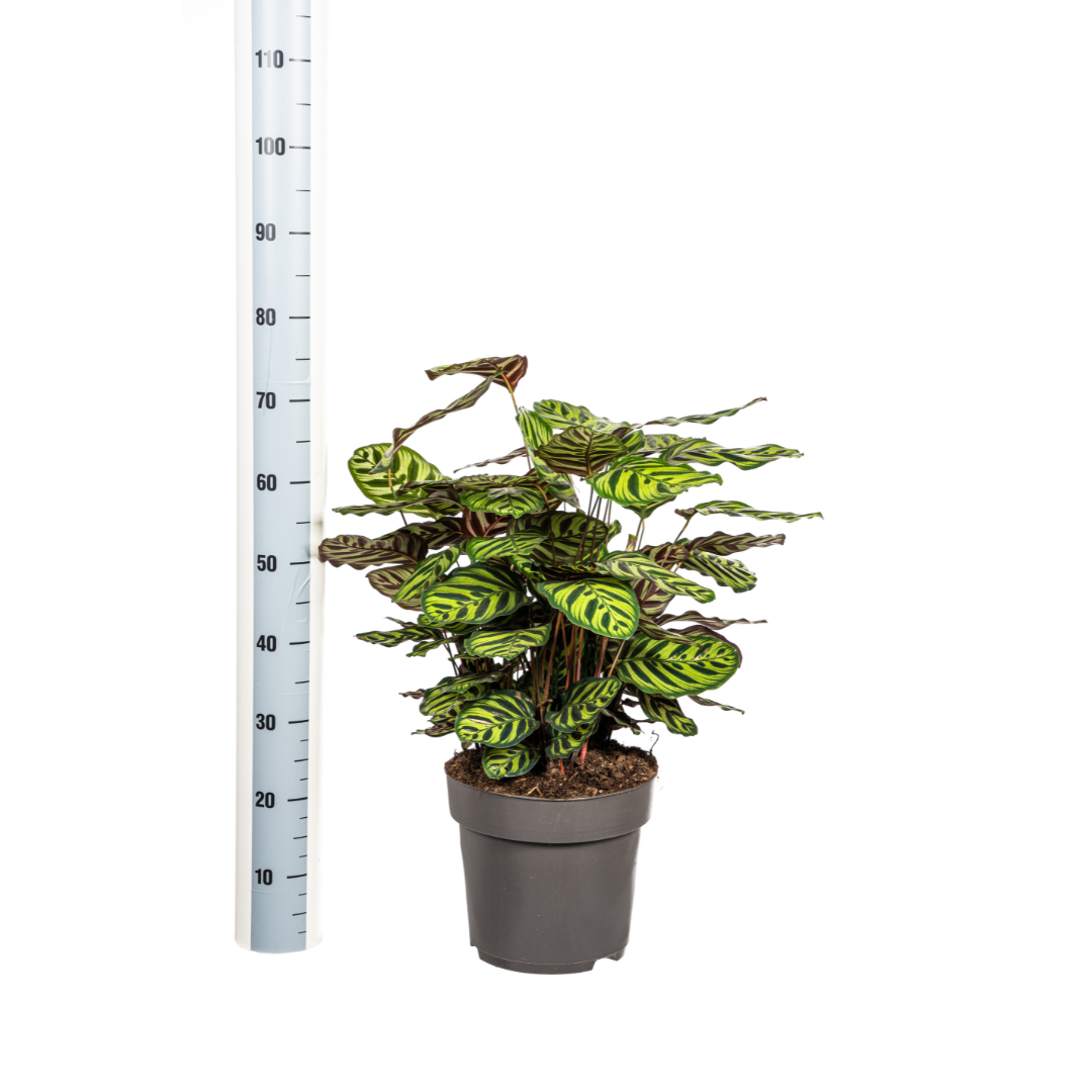 Calathea Makoyana kopen, Pauwenplant, kamerplant, tropische plant, grote kamerplant, PlantToday, makkelijk te verzorgen plant