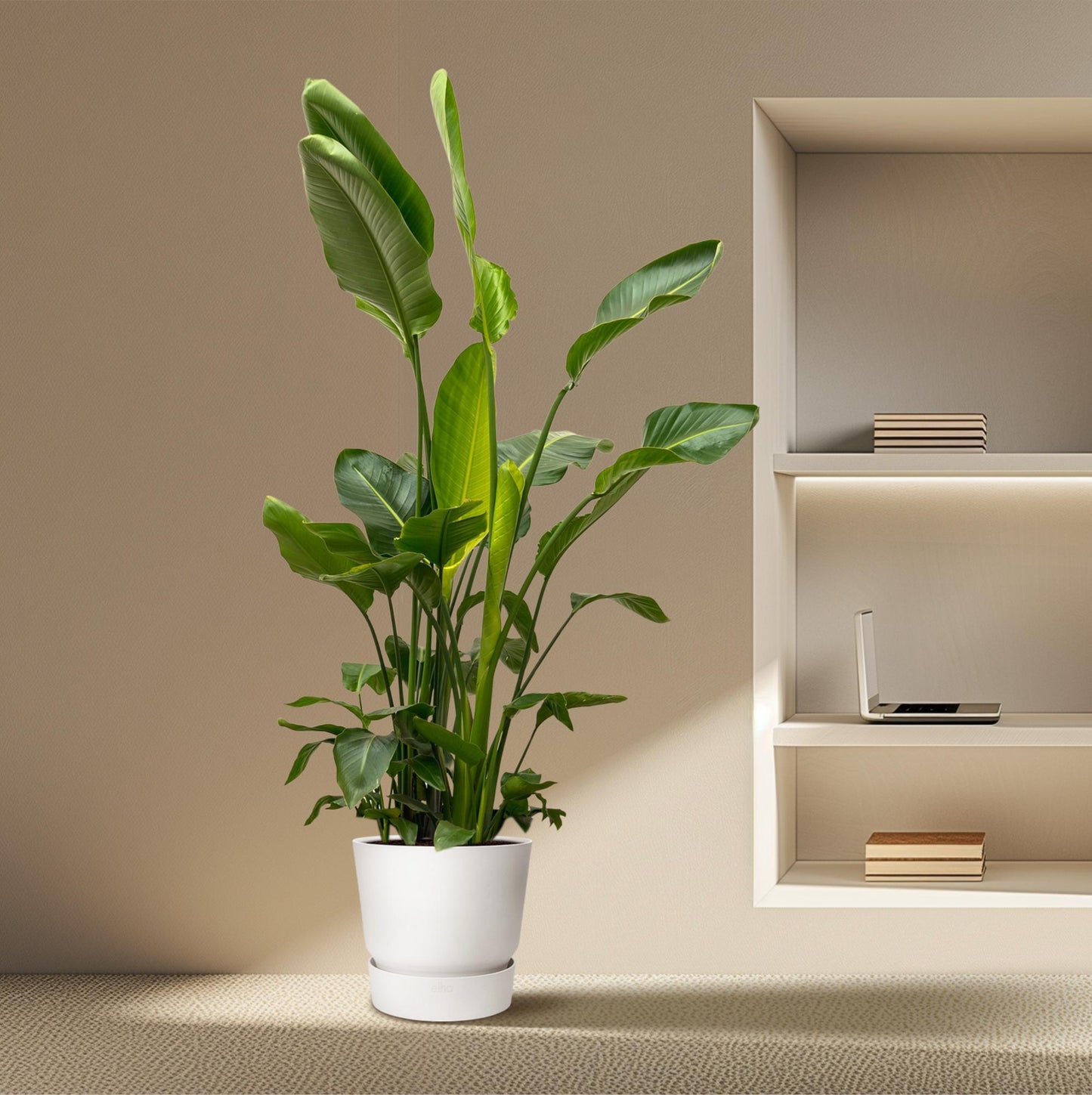 Strelitzia Nicolai de luxe XXL | Mega Kamerplant