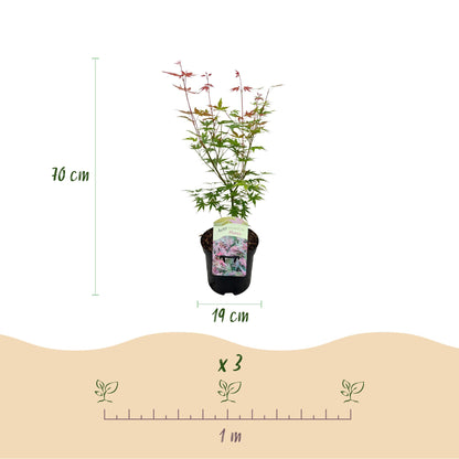 Japanischer Ahorn – Acer palmatum Phoenix – rosa – 2 Pflanzen – laubabwerfend – Topf 19 cm, Höhe 70 cm