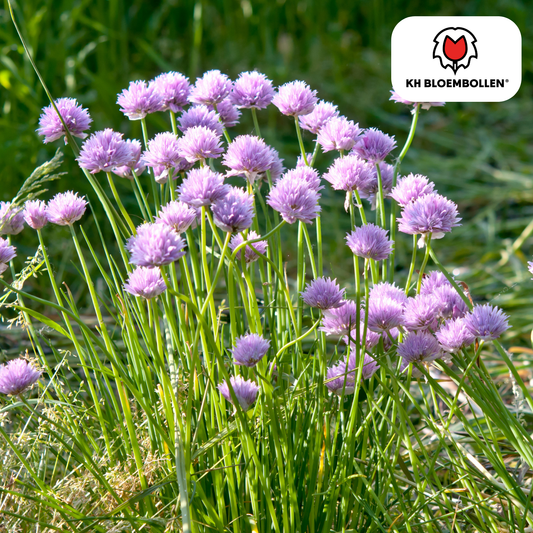 Allium carolinianum – sierui met lila-paarse bloemen, 15 bloembollen, bijenvriendelijk en winterhard
