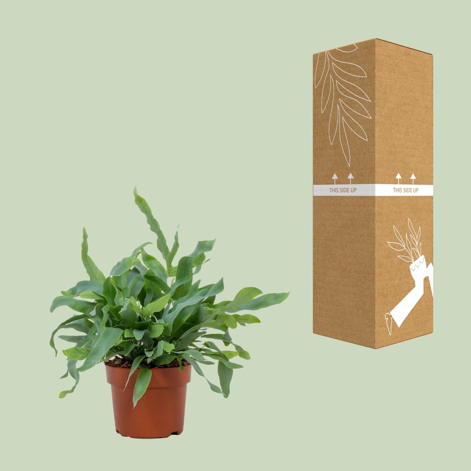 Phlebodium aureum Blue Star (Blauwe Stervaren) – kamerplant met blauwgroene frondes – pot Ø17 cm, hoogte ca. 50 cm – onderhoudsvriendelijke tropische plant voor binnen