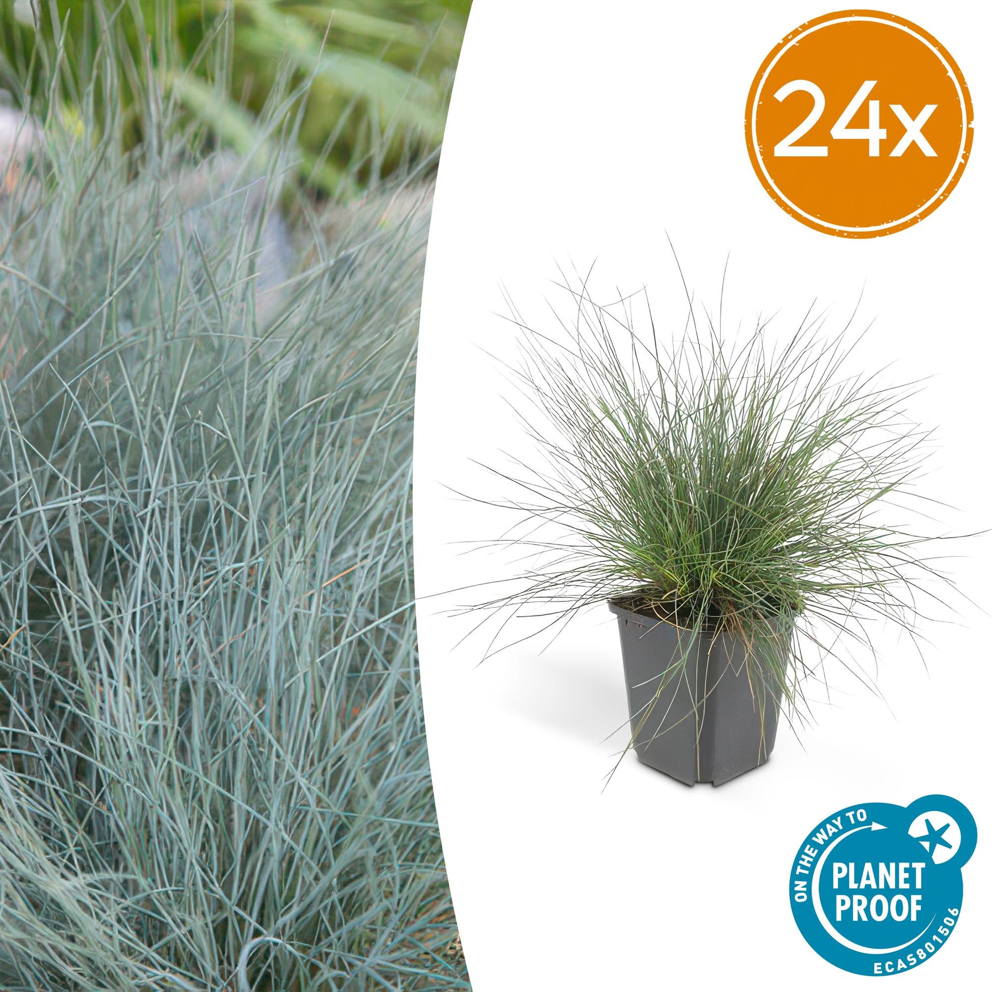 Festuca glauca ‘Elijah Blue’ – blauw siergras met grijsblauwe pollen en witte bloempluimpjes, ideaal voor rotstuinen en borders.
