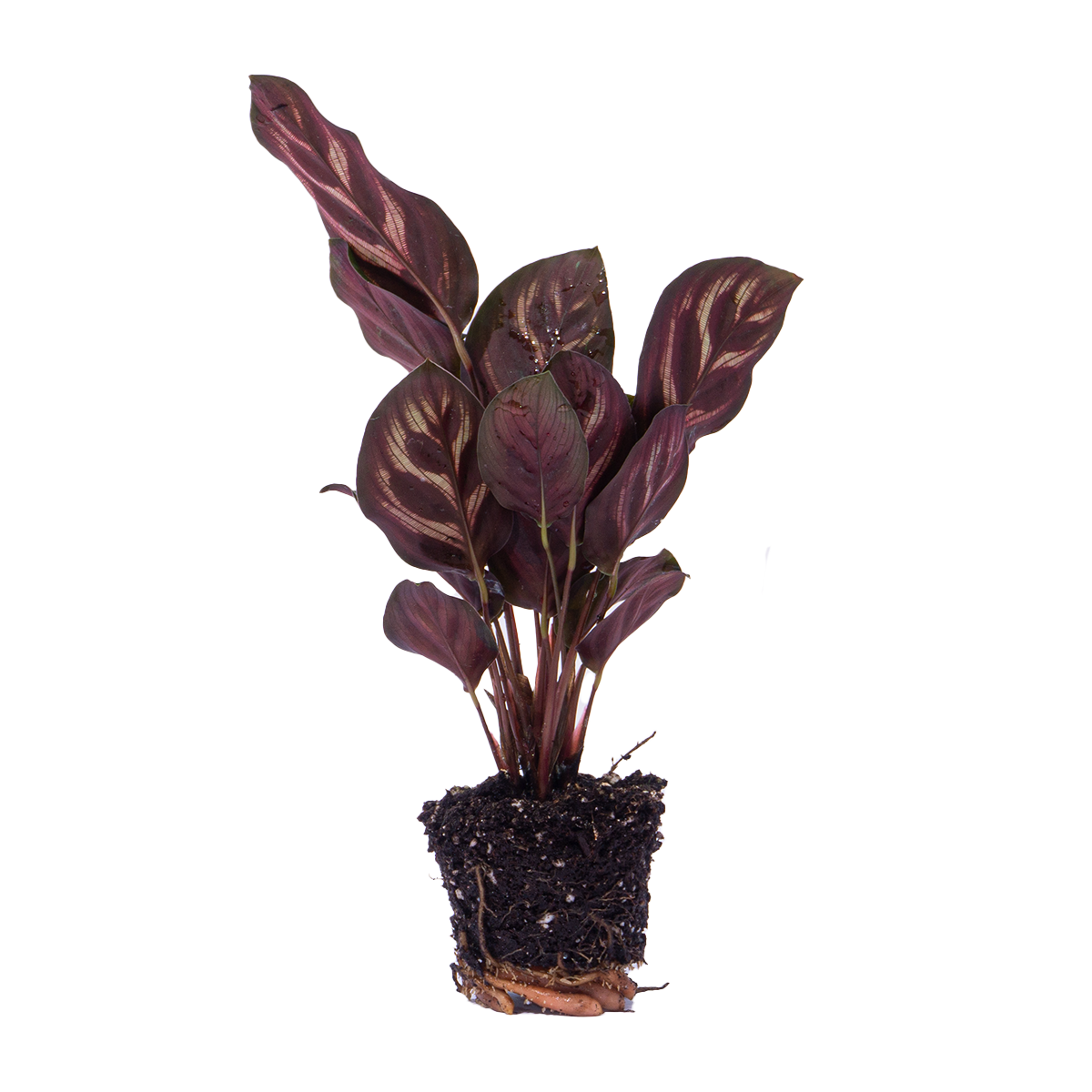 Calathea Makoyana | Pauwenplant |Terrarium plant - Potmaat 6