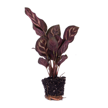 Calathea Makoyana | Pauwenplant |Terrarium plant - Potmaat 6