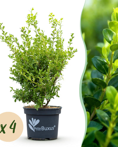 4 x Buxus Haag | Babylon Beauty | Resistant tegen de Buxus schimmel