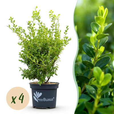 4 x Buxus Haag | Babylon Beauty | Resistant tegen de Buxus schimmel