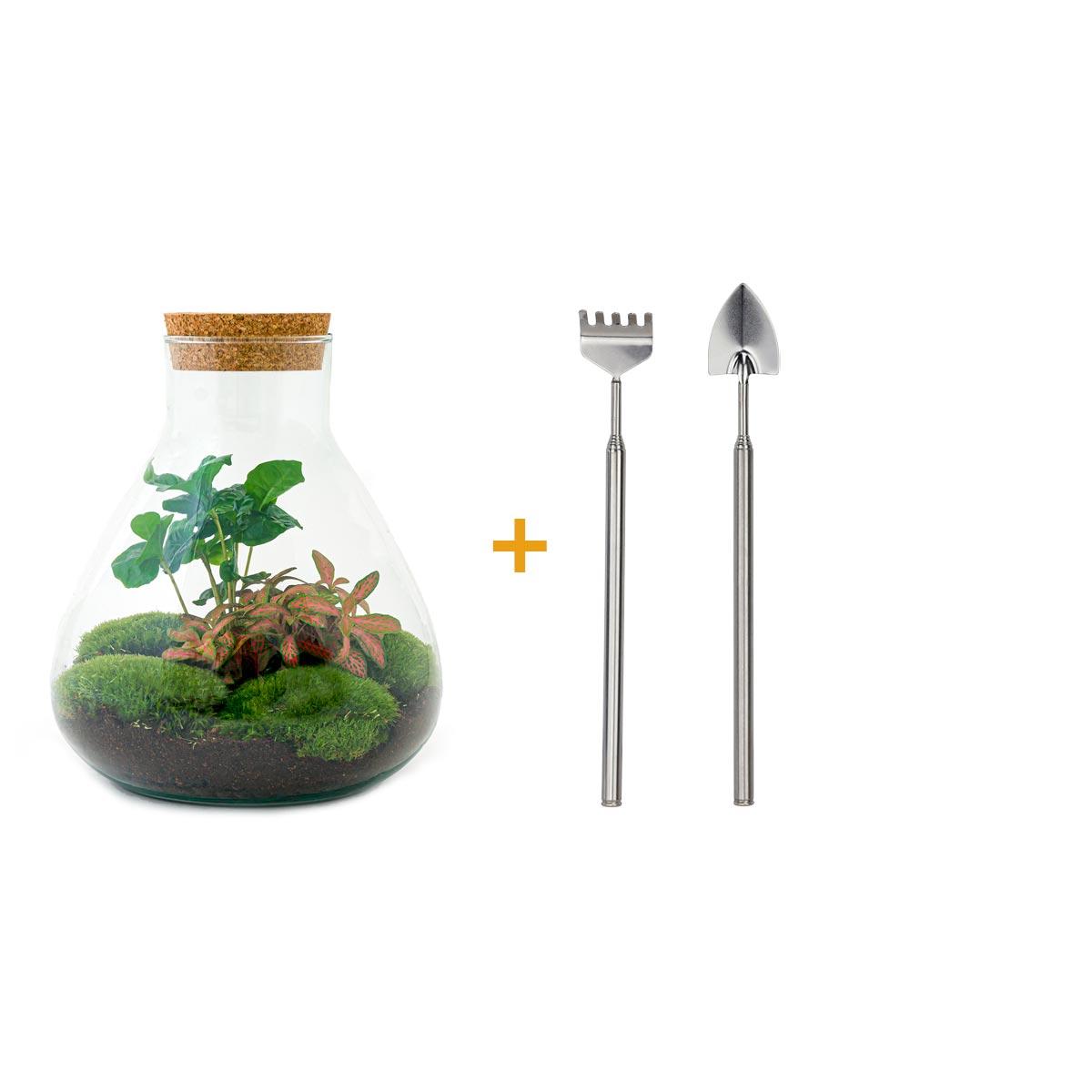 "DIY terrarium met Coffea Arabica en Fittonia – Glazen pot met kurk – Hoogte 26 cm" met rake en shovel