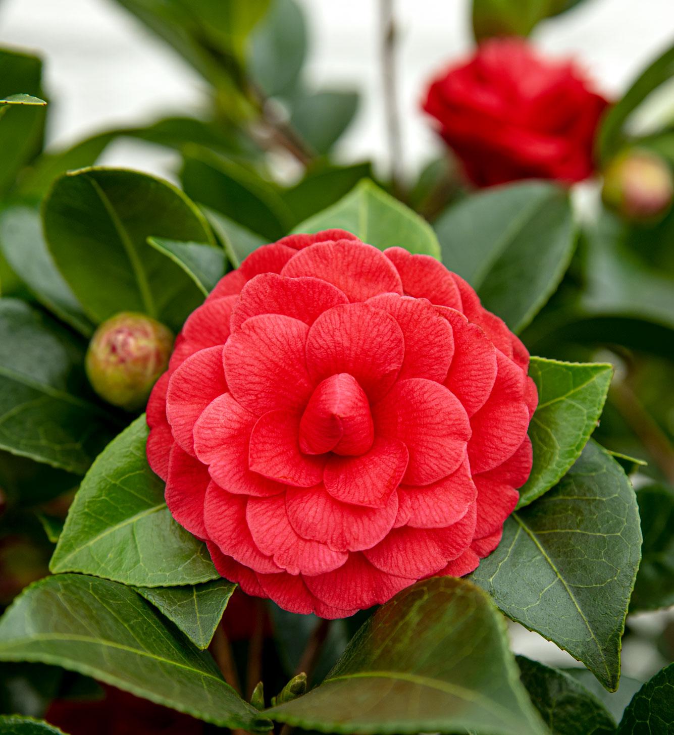 Camellia jap. 'Black Lace' | Patio plant | Winter flowering