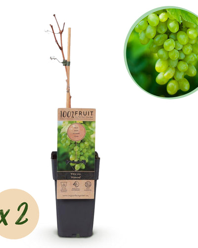Vitis vinifera ‘Himrod’ – witte, pitloze druivenplant, set van 2 planten in pot Ø15cm, hoogte circa 50cm, met zoete druiven.
