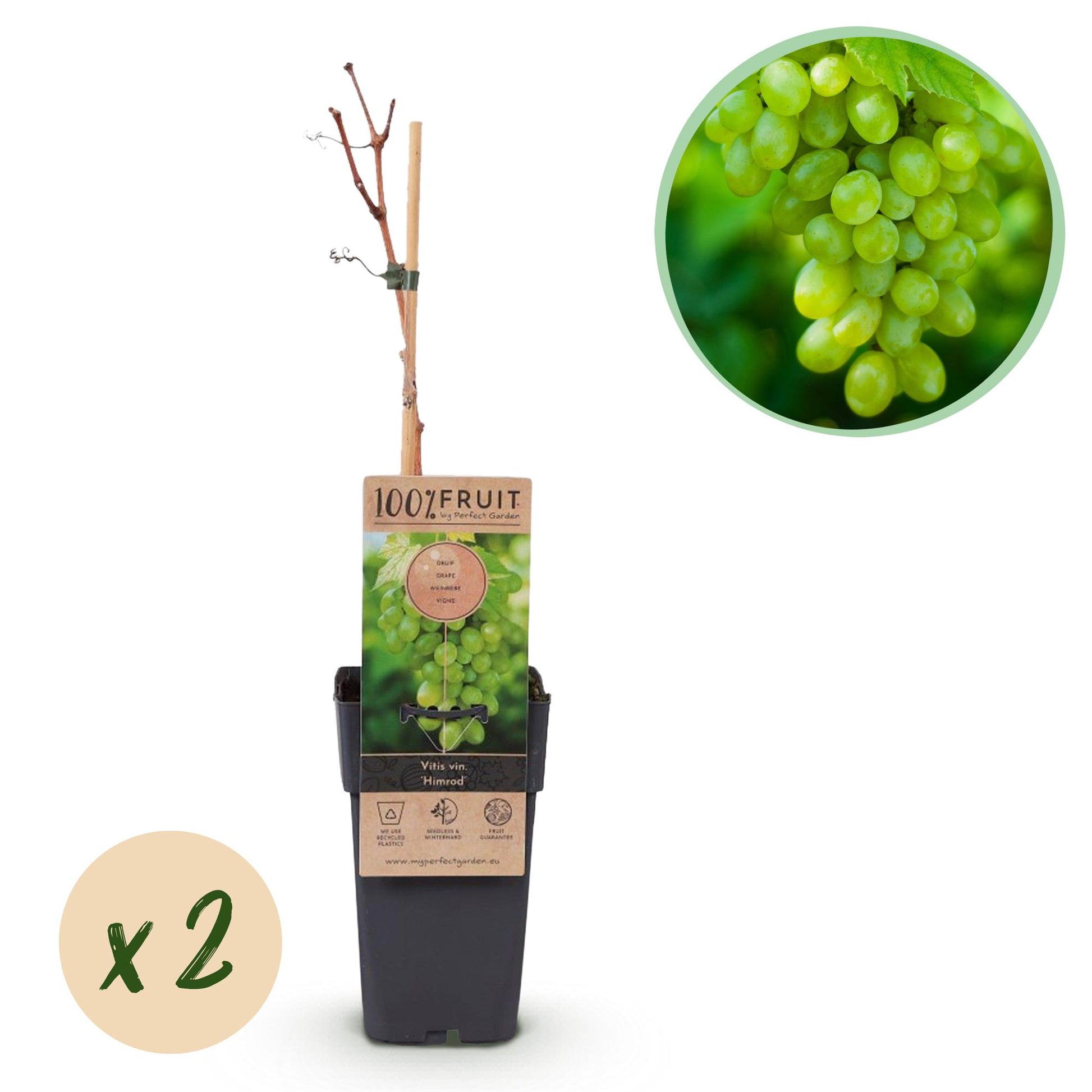 Vitis vinifera ‘Himrod’ – witte, pitloze druivenplant, set van 2 planten in pot Ø15cm, hoogte circa 50cm, met zoete druiven.