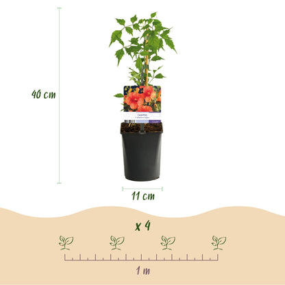 Klimplanten Rainbow |Clematis |  Hedera |Goldflame