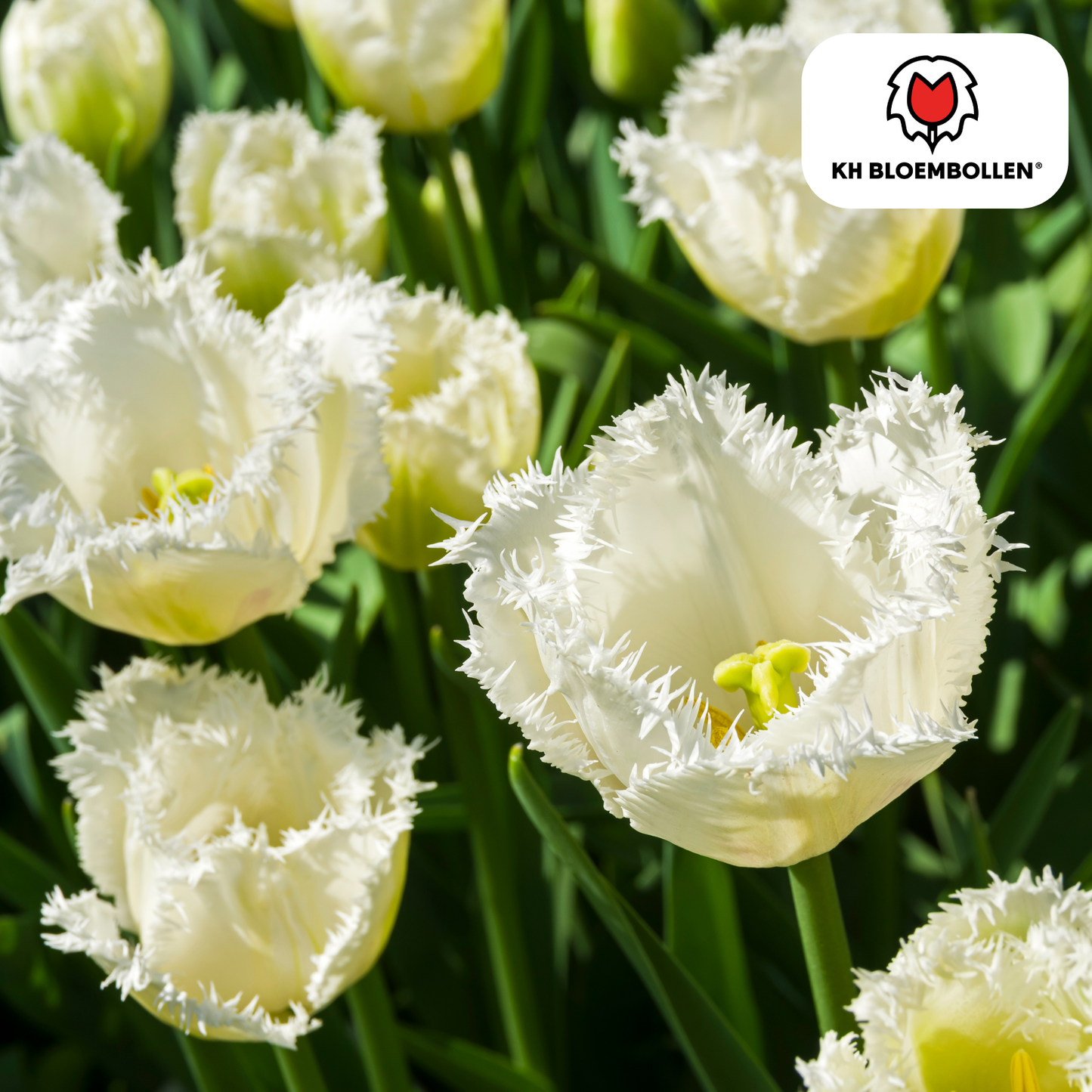 Honeymoon tulpenbollen – 20 stuks – witte tulpen met gekartelde bloemrand. Elegant en uniek voor tuin, balkon of pot.