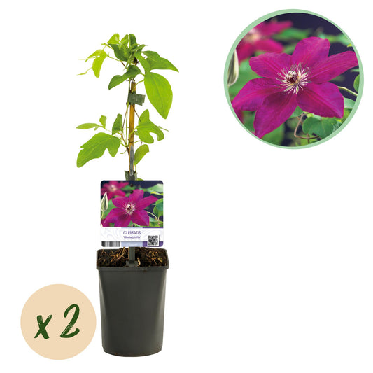 Roodbloeiende clematis klimplant voor schutting en pergola