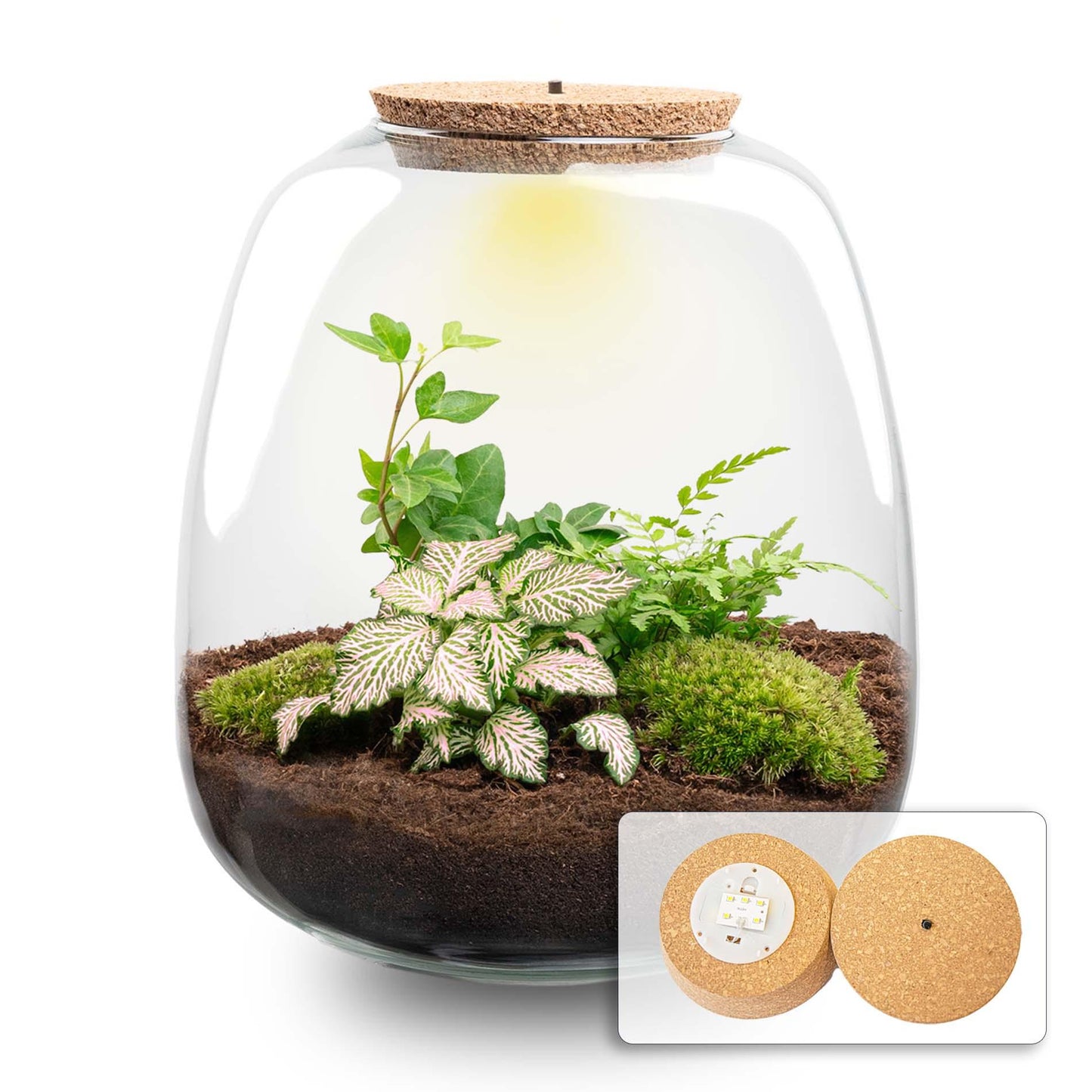 Planten terrarium | Emma |DIY kit |  Hedera Pink