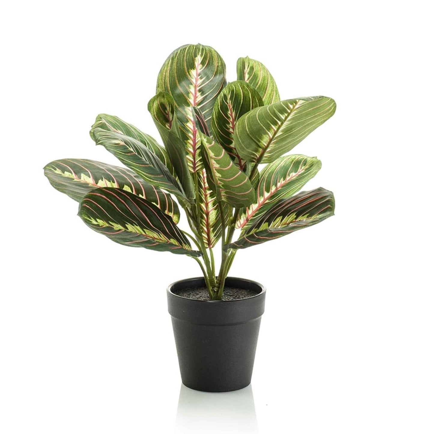 Kunstplant Maranta groen – 30 cm hoog – in zwarte pot, met realistische bladnerven en onderhoudsvrije uitstraling.Planttoday