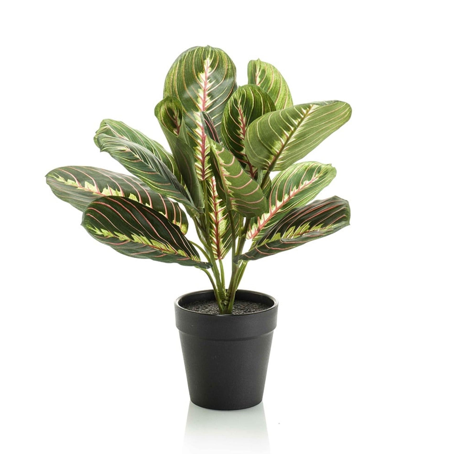 Kunstplant Maranta groen – 30 cm hoog – in zwarte pot, met realistische bladnerven en onderhoudsvrije uitstraling.Planttoday