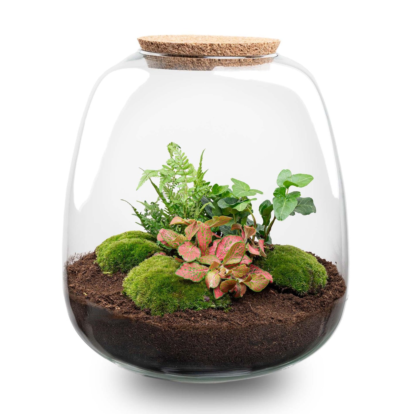 DIY planten terrarium Emma Ø23cm x H25cm met Hedera Red, bolmos en LED-verlichting, compleet zelfvoorzienend ecosysteem.