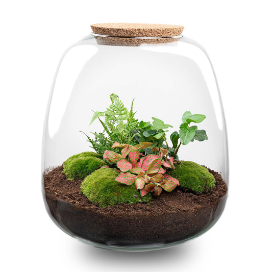 DIY planten terrarium Emma Ø23cm x H25cm met Hedera Red, bolmos en LED-verlichting, compleet zelfvoorzienend ecosysteem.