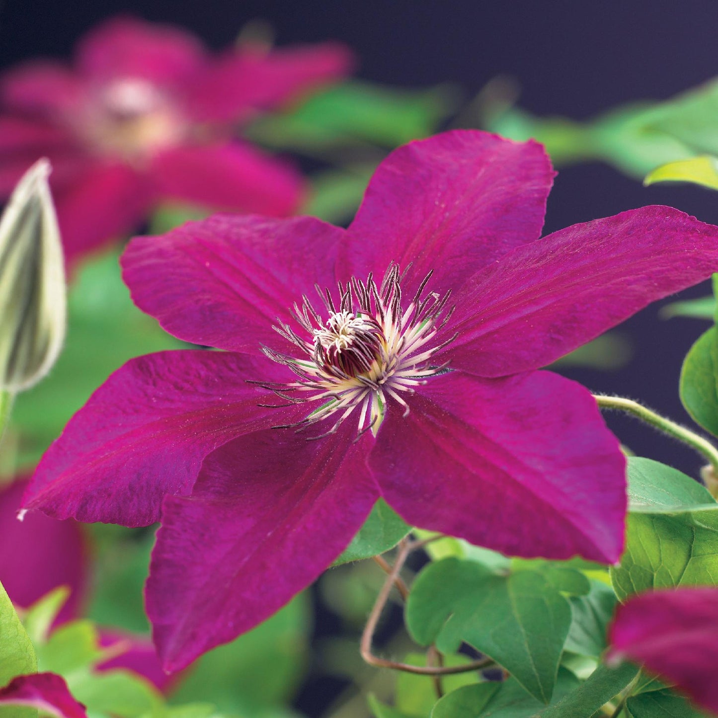 Roodbloeiende clematis klimplant voor schutting en pergola