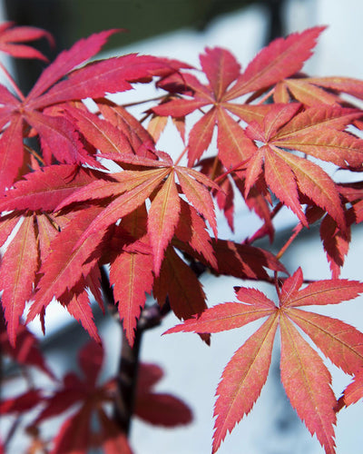 Acer palmatum 'Sumi-nagashi' – Prachtige Japanse esdoorn