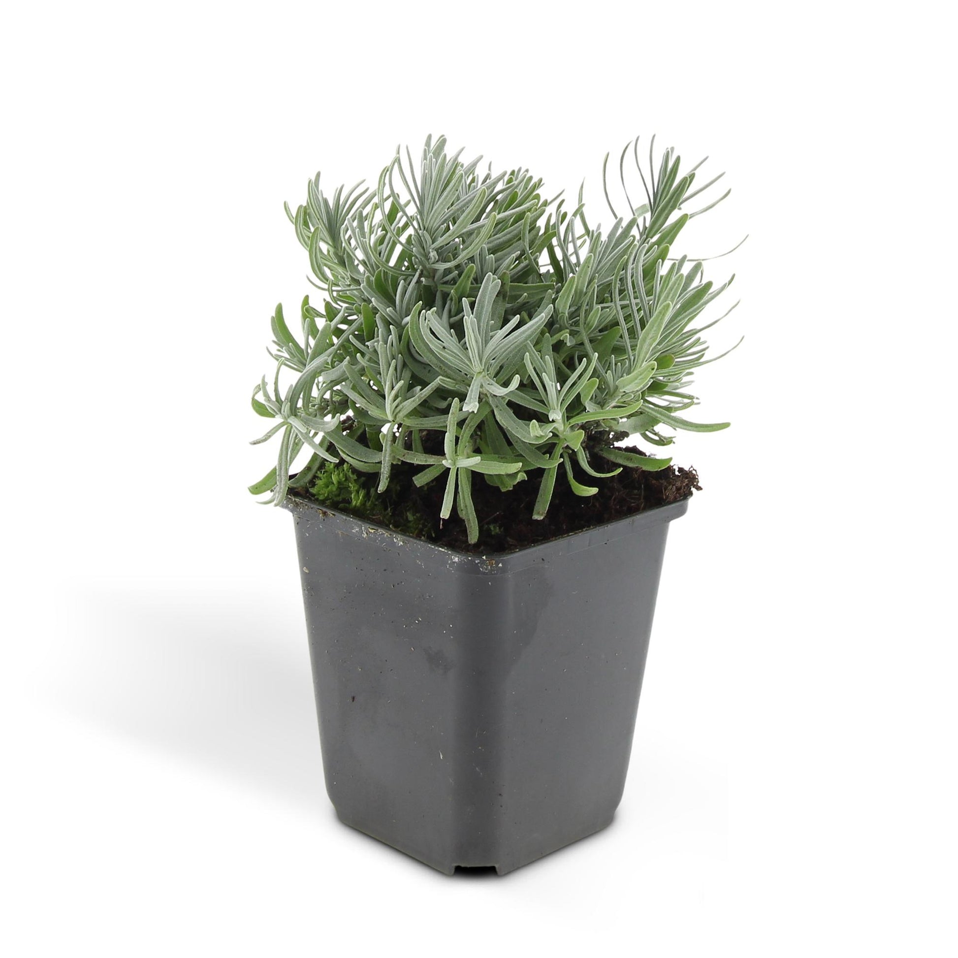 Lavandula angustifolia Hidcote – lavendelplant met paarse bloemen – potmaat 9 cm