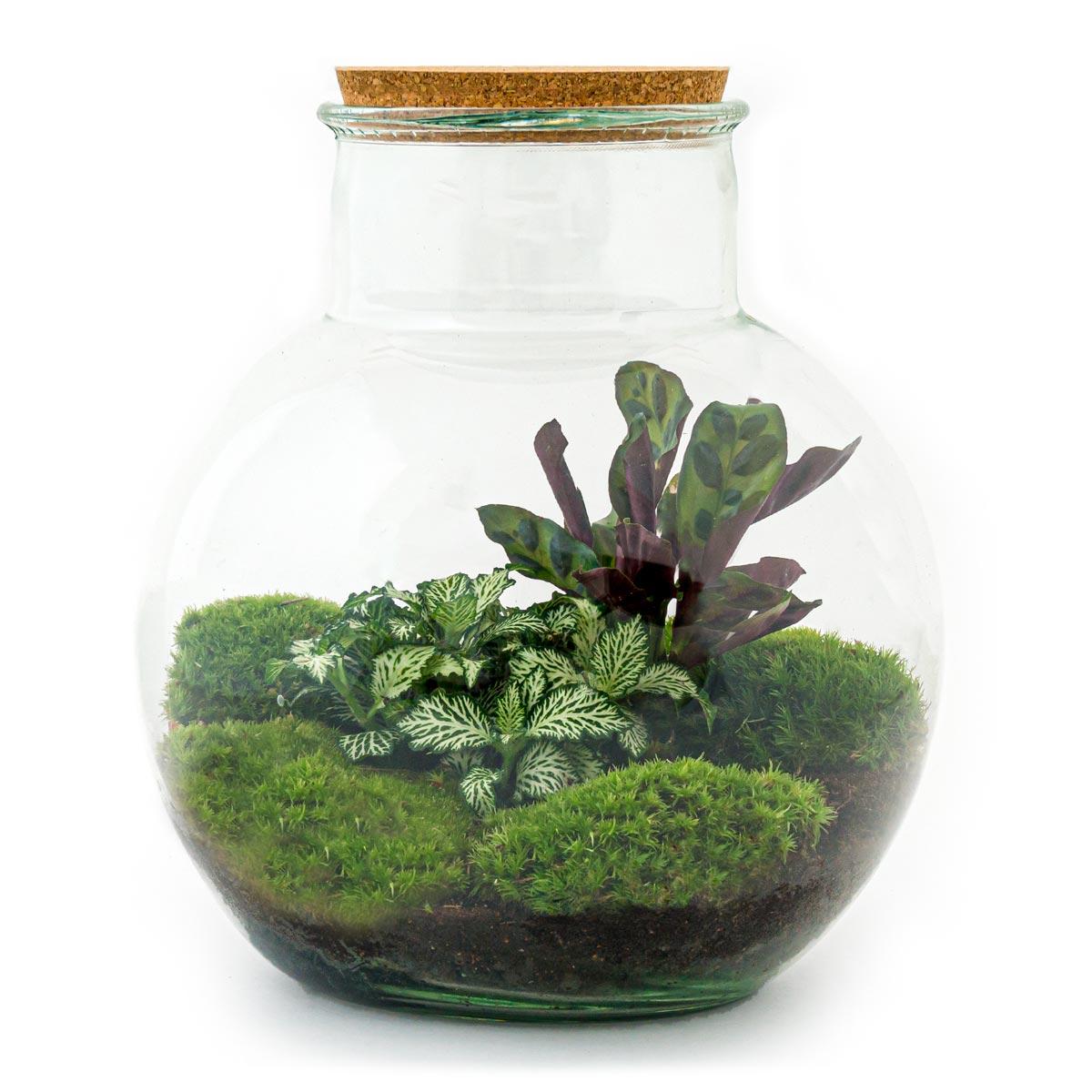 DIY Planten Terrarium met Licht | Inclusief Rake, Shovel, Tweezer en Scissors