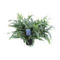 Phlebodium aureum Blue Star (Blauwe Stervaren) – kamerplant met blauwgroene frondes – pot Ø17 cm, hoogte ca. 50 cm – onderhoudsvriendelijke tropische plant voor binnen. Planttoday