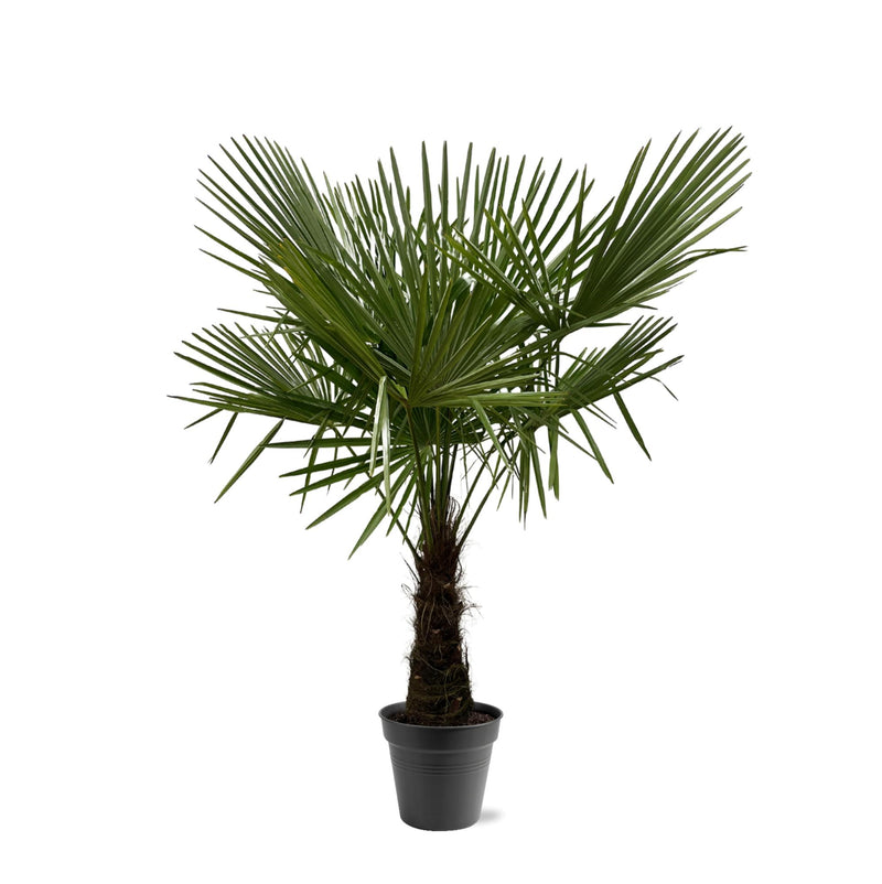 Trachycarpus Fortuneii – Winterharde palmboom van ca. 160–180 cm hoog in pot Ø30 cm, perfect voor tuin, balkon of terras met een exotische uitstraling.