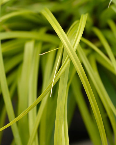 Carex oshimensis ‘Everillo’ – siergras met gele bladeren, set van 2 planten in pot Ø17cm, hoogte circa 50cm."