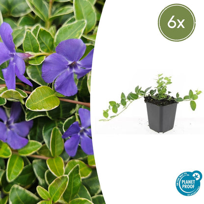 6x Vinca minor 'Argenteovariegata' - Buntes Immergrün - Bodendecker - ↕10-25cm - Ø9cm