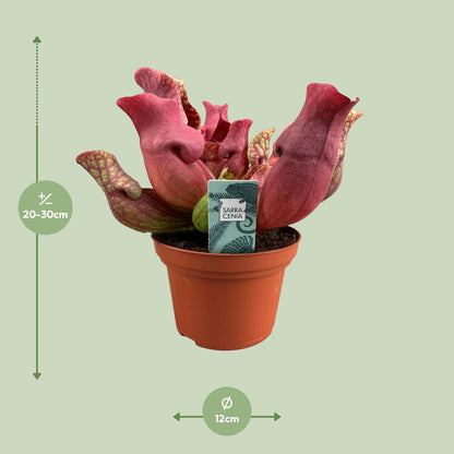 Sarracenia Maroon met kelkvormige bladeren voor binnen