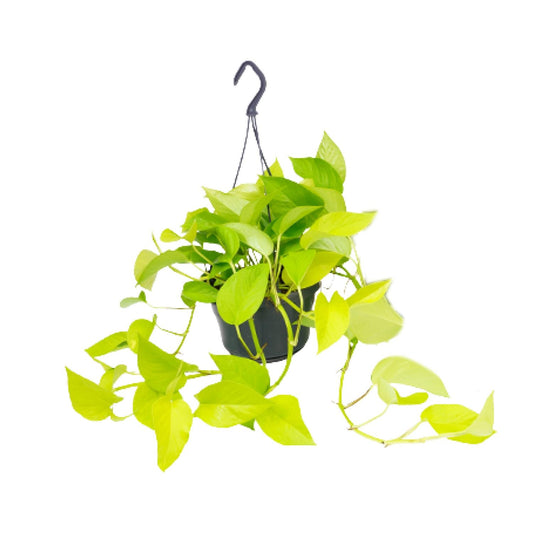 Epipremnum Golden Pothos in potmaat Ø15 cm – Goudgroene klimplant met hartvormige bladeren, hangend en luchtzuiverend – ↕25 cm"