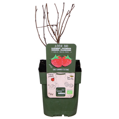 Rubus idaeus 'Malling Promise' | Framboos | Bio Fruit