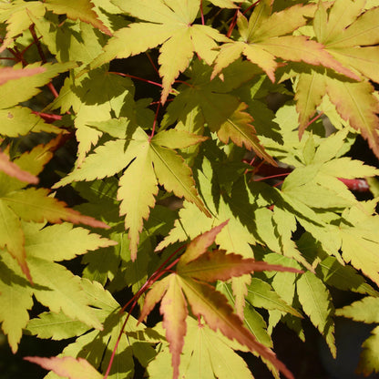 Japanischer Ahorn - Acer palmatum Summergold 1 Pflanze