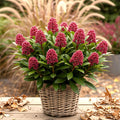 1x - Patio plant - Skimmia japonica Rubella - Red flower - 40+ flowers - 1 plant - Winter hardy - Pot 19cm Height 60cm